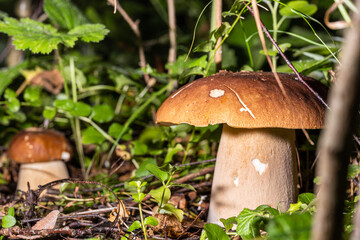 White mushrooms in a summer forest in a glade lit by the sun