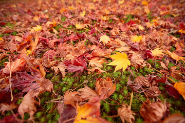 Colorful japanese maple leaves dbackground, Japan