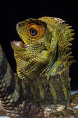 Gonocephalus chamaeleontinus, the chameleon forest dragon or chameleon anglehead lizard