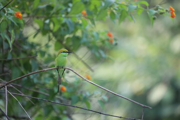 Bee Hunter Bird pleasantly on a branch in the Jim Corbet National Park,India