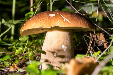 White mushrooms in a summer forest in a glade lit by the sun