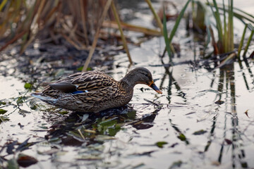 Duck in the reeds in the early autumn morning. Close-up