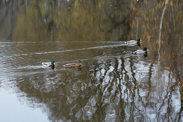 Three drakes and one duck swim on the lake. Autumn forest reflected in the water.