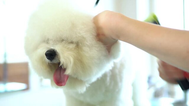 Bichon Frise in grooming salon. Combing dog hair.