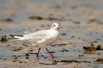 A black-headed gull walking on the beach