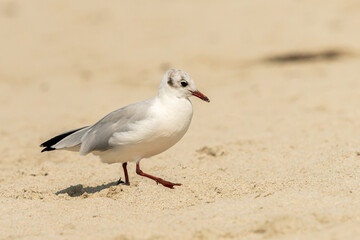 A black-headed gull walking on the beach