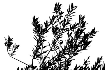 silhouette de rameaux d’olivier