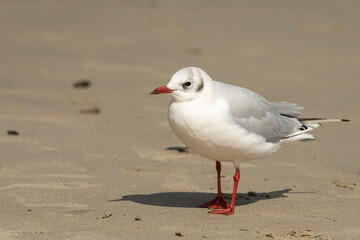 A black-headed gull standing on the beach