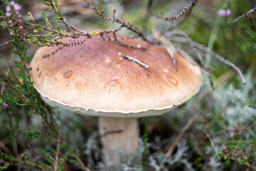 Calluna vulgaris. White mushroom in the forest. Natural nature. Elite mushroom. Soft autumn colors with blur. Selective focus, shallow depth.