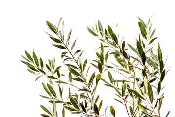 Rameaux d’olivier, fond blanc 