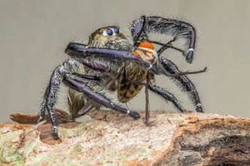 Phidippus is a genus in the family Salticidae (jumping spiders)