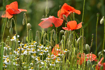 Obraz premium Klatschmohn