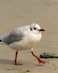 A black-headed gull walking on the beach