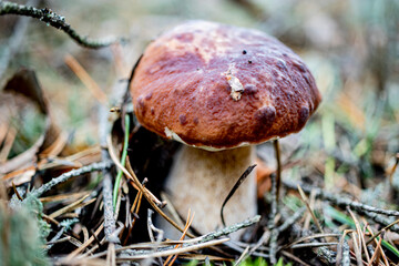 Calluna vulgaris. White mushroom in the forest. Natural nature. Elite mushroom. Soft autumn colors with blur. Selective focus, shallow depth.