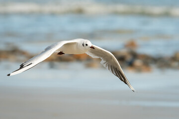 A black-headed gull flying on the beach