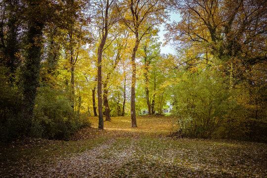Aulandschaft