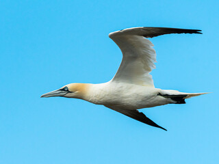 A Northern Gannet on flight on a sunny day summer