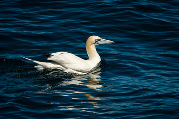 A Northern Gannet swimming in the sea on a sunny day summer