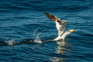 A Northern Gannet taking off on a sunny day summer