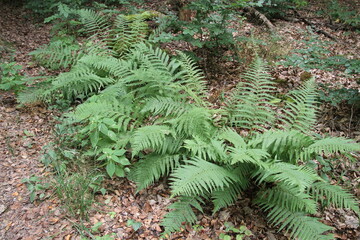 Wald, Forest, Green, Grün, Mystic Forest, geheimnisvoller Wald, Blätter, Natur, Nature, Landscape, Landschaft, Blatt, Blätter, Gras Gräser,	