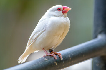 the white javan sparrow