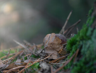 A small mushroom hiding behind an oak leaf. Imleria badia, also known as bay boletus. Kampinos National Park, Warsaw, Poland.