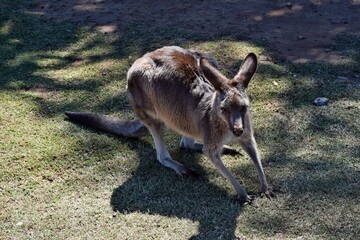  Wild grey kangaroo resting in the park