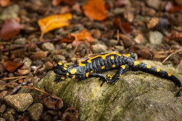 A beautiful fire salamander in the forest