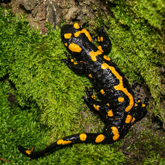 A beautiful fire salamander in the forest
