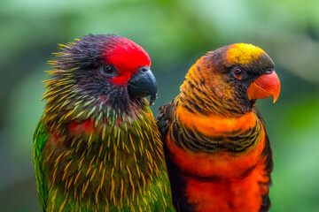 The rainbow lorikeet or Trichoglossus moluccanus