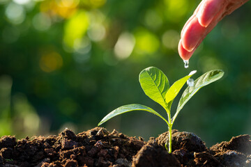 young plant growing in garden with hand watering young tree with sunlight and bokeh background.