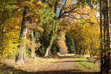 Obraz premium Weg am Herbstwald