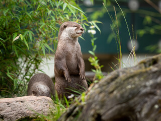 Two Asian small clawed otters in a zoo