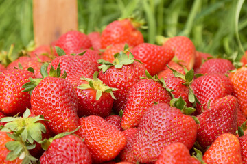 strawberry berry close-up on the background of nature