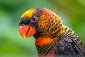 The rainbow lorikeet or Trichoglossus moluccanus