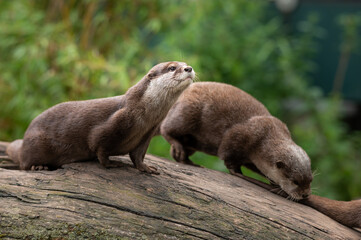 Two Asian small clawed otters in a zoo