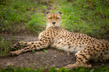 An adult cheetah lying in an austrian zoo