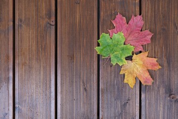 Naklejka na ściany i meble Three beautiful colorful leaves of maple lying in corner on dark brown boards