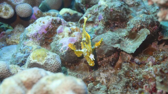 beautiful rare leaf fish on there reef in maldives