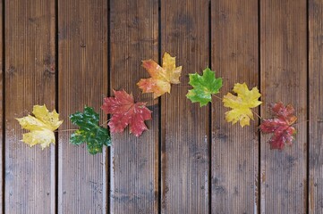 Beautiful colorful leaves of maple, wet from rain, lying in row on dark brown boards