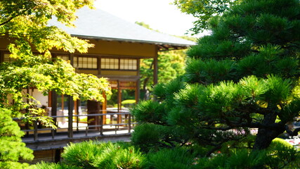 Fototapeta na wymiar 日本庭園の風景