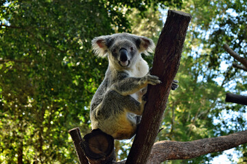 Koala on a tree branch eucalyptus