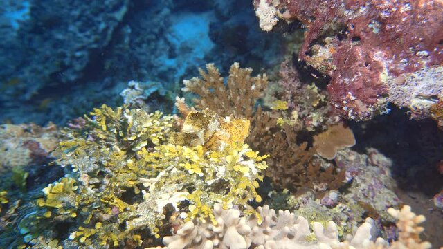 beautiful rare leaf fish on there reef in maldives