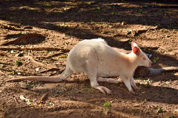 Beautiful rare an albino kangaroo in the park © adam88xx