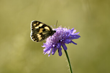 Insekten an Blüten