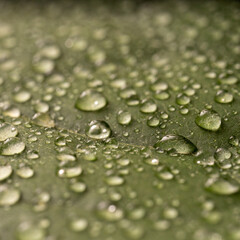 water drops on green leaf of young avocado tree macro