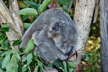 Very Big koala sleeping on a tree branch eucalyptus