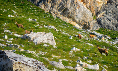 Hiking to Koncheto, view across the peaks of the Pirin Mountains in Bulgaria with Vihren, Kutelo,Todorka,Banski Suhodol , National Park Pirin with company of wild goats
