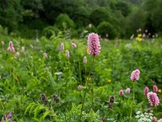 Summer flowering of herbs and plants in mountain meadows variety of all colors and colors, adventures in the world of nature.