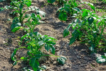 畑のジャガイモ